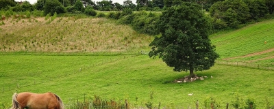 青山綠水就是金山銀山